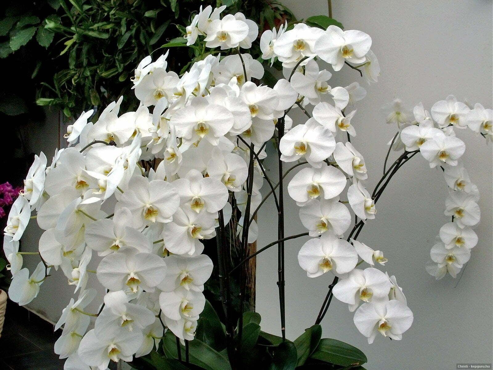 Hoa lan hồ điệp trắng